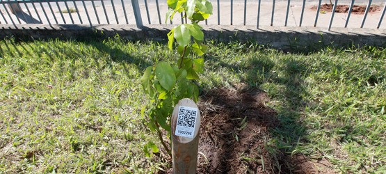 Projeto de plantio com identificação digital chega ao Fórum da Vila Mimosa