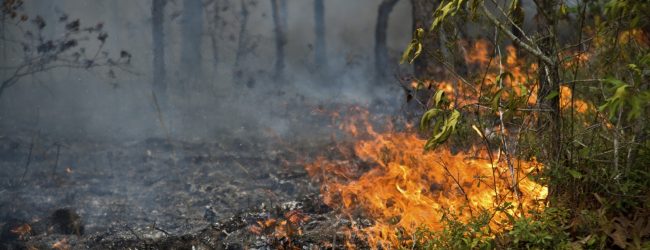 Comissão do Meio Ambiente chama a Defesa Civil para debater os riscos das queimadas na região